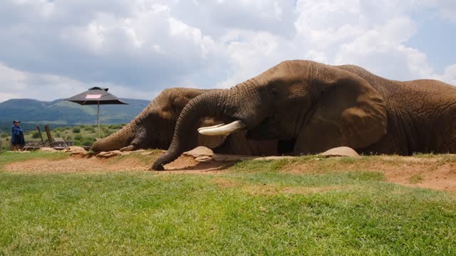 Cute elephant sleeping(funny!!)