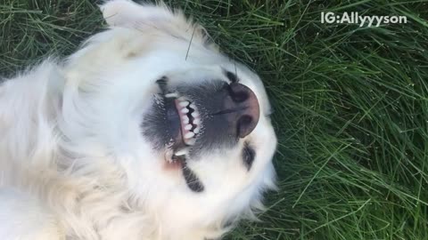 White dog scratched grass shows teeth