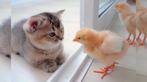 funny cat video