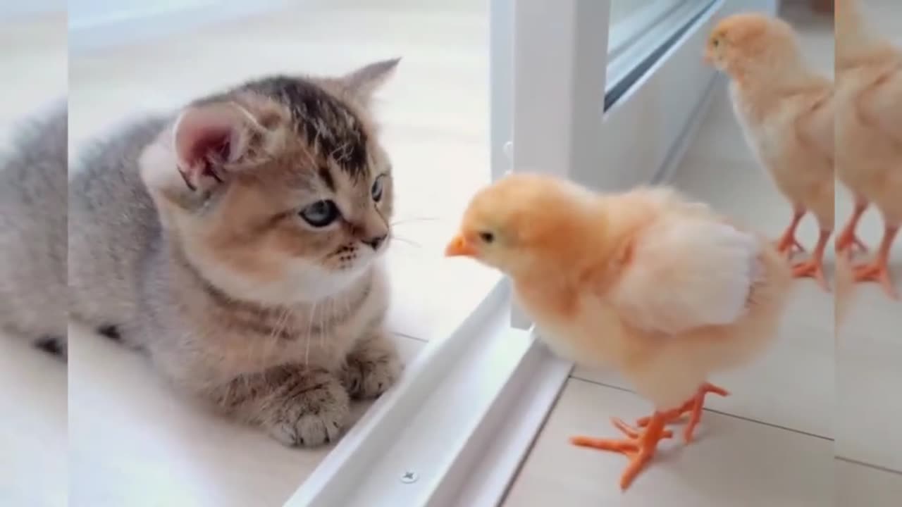 funny cat video