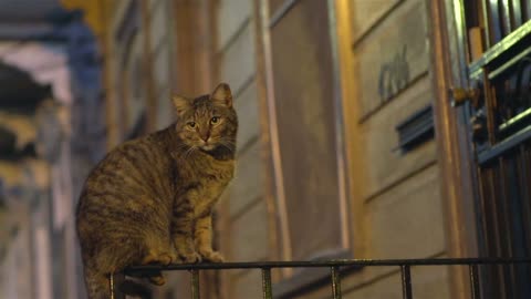 Cat sitting on front porch railing at night