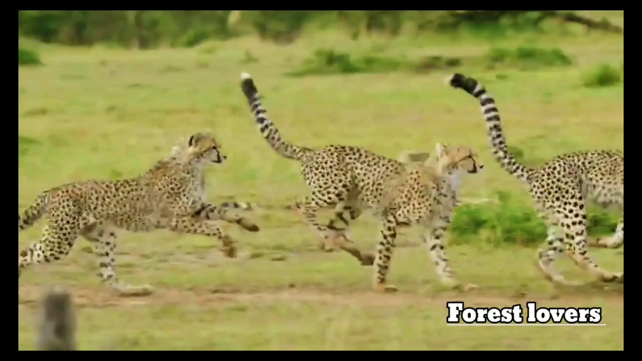 Forest lovers/ Leopard vs Hyenas