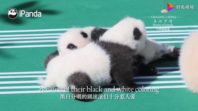 Cute panda cub