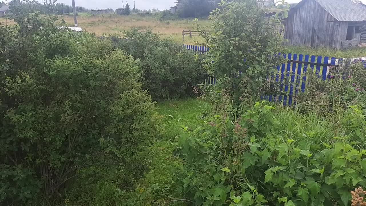 Two cats walking in a beautiful garden