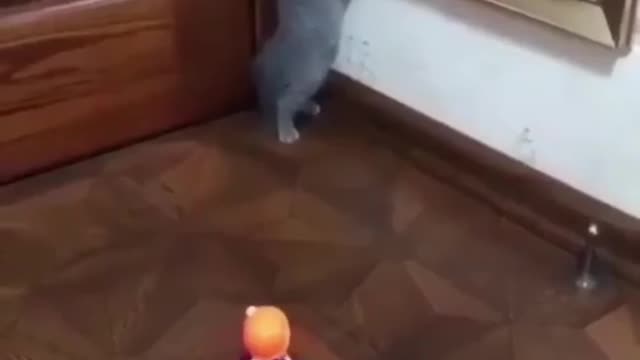 Kitten scared of toy