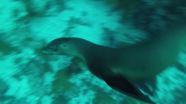 Sea lion wants to play with divers