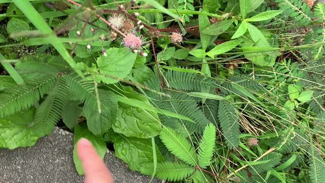 Little hand and little Mimosa pudica