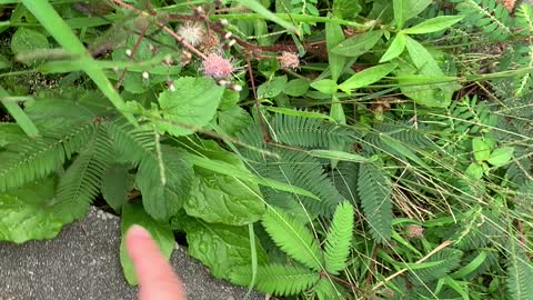 Little hand and little Mimosa pudica