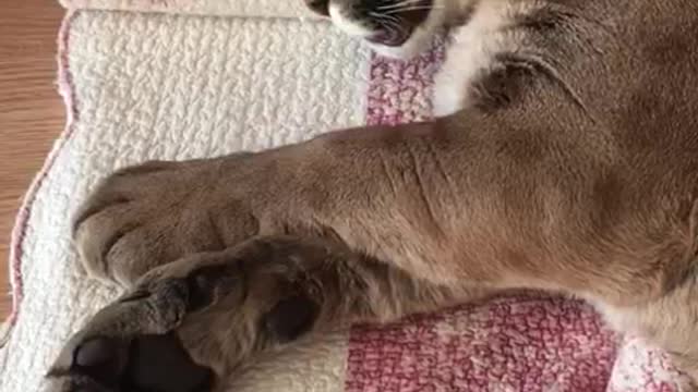 Lazy Cougar Wakes Up In Extremely Precious Fashion