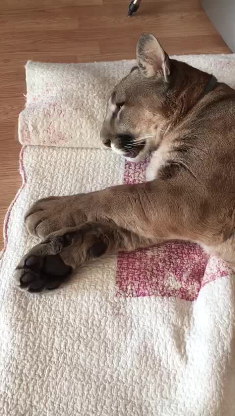 Lazy Cougar Wakes Up In Extremely Precious Fashion