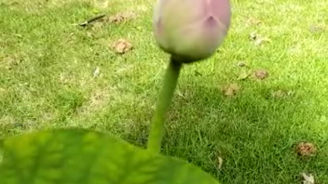 Beautiful flower 🌼 #flower #rumble #beautiful
