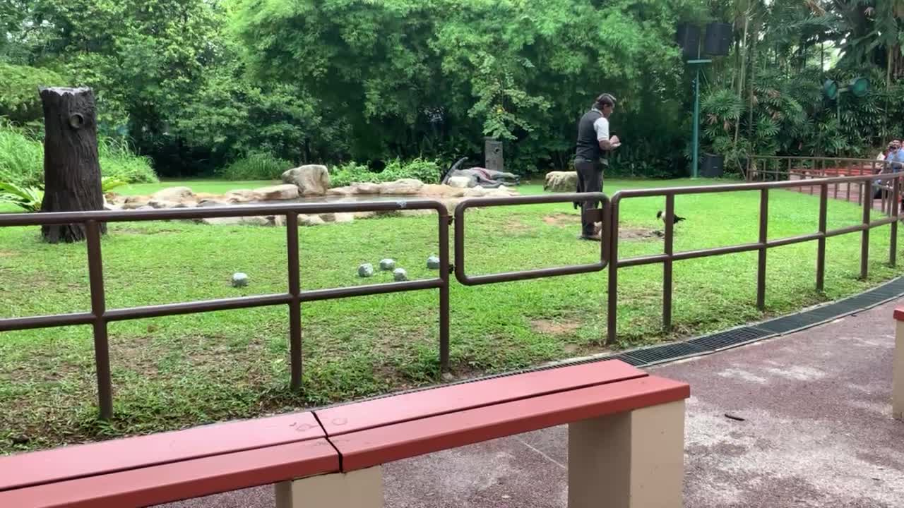 Zoo Eagle's Wonderful Flight