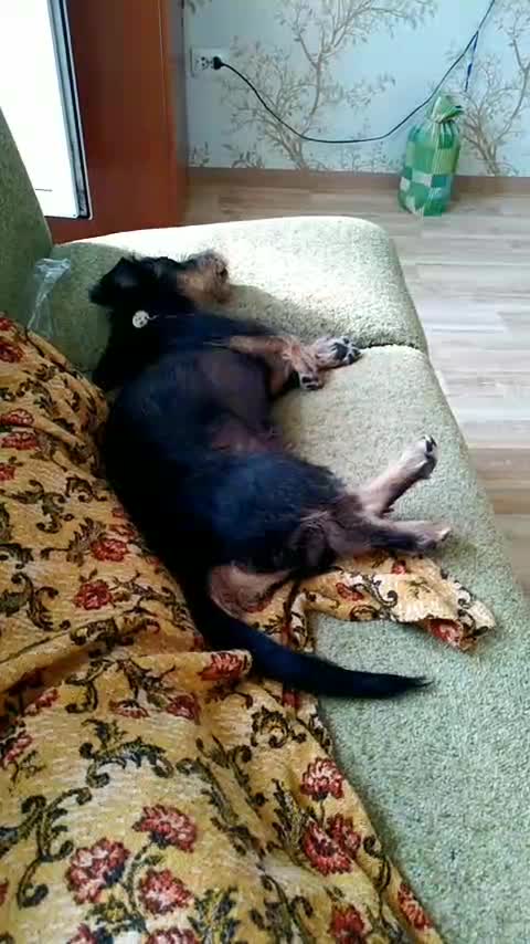 Everyone thinks you're having a seizure and you're just running in your sleep