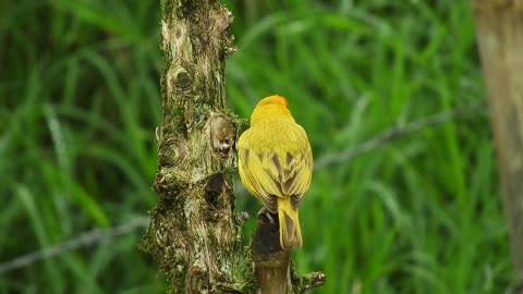 A very beautiful bird 1