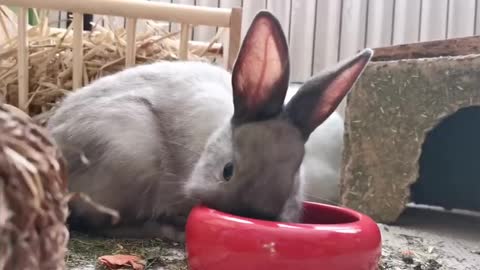 yt1s.com - Cute Rabbits Funny Video with Nature Music Latest Video Full HD