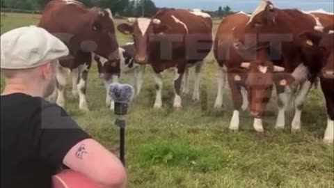 Cows gather as guitarist sings near them in France