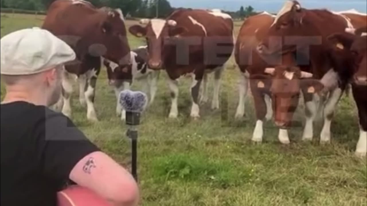 Cows gather as guitarist sings near them in France