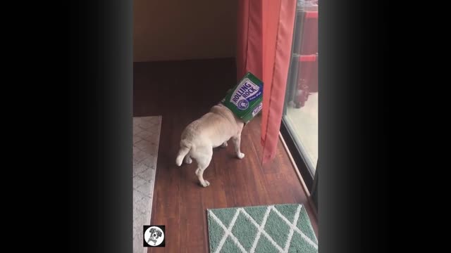 Pug Funny Moments and cute