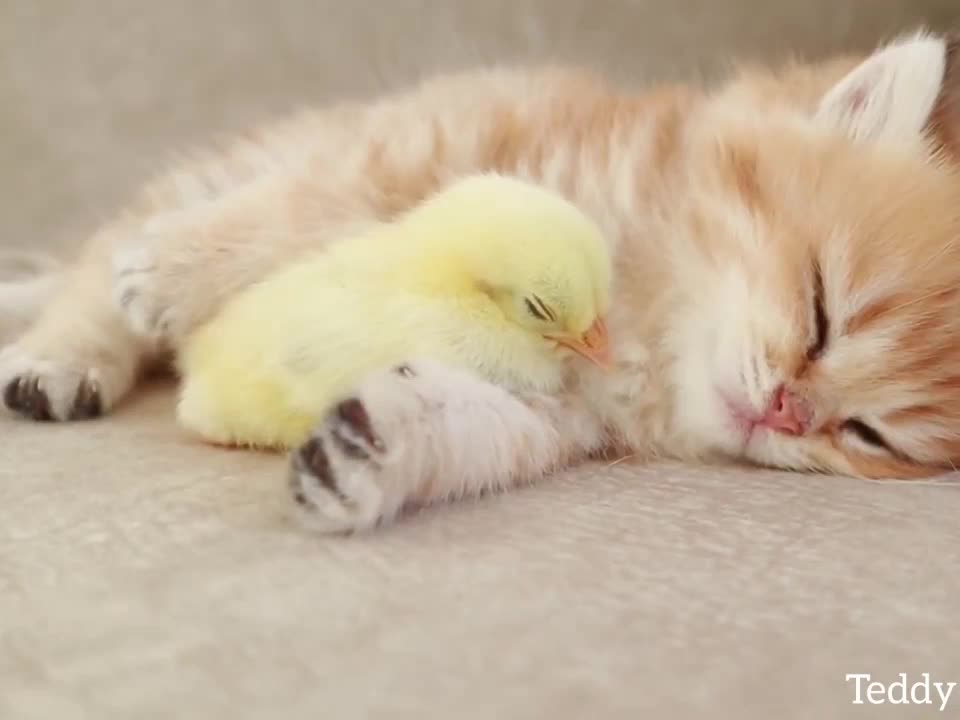 Kitten sleeps sweetly with the chicken 🐥🐱