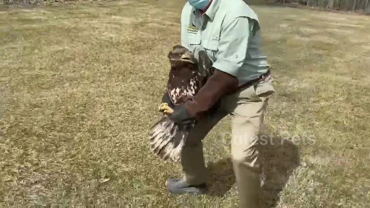 Fishing lure removed from bald 🦅 eagle