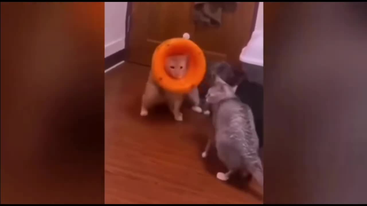 Funny cat video funniest 😂 animals bast cat