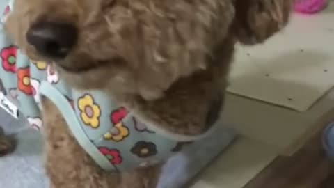 The dog is drinking water cutely.