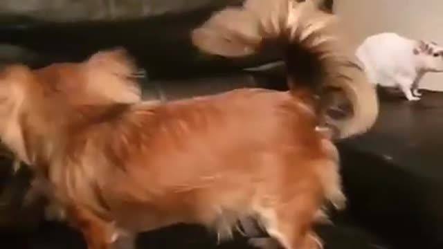 Dog Rat And Cat Play Fighting on the coach