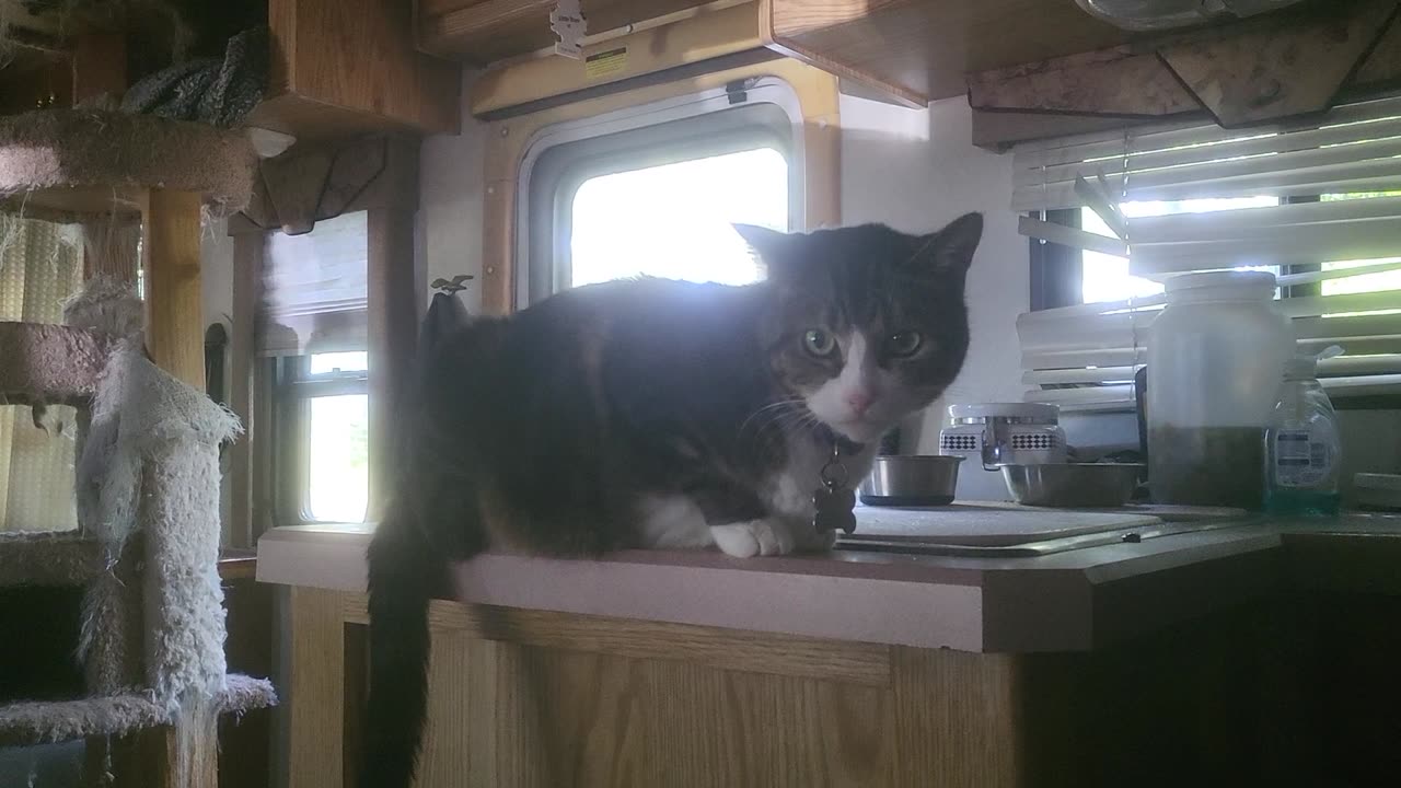 Trixy smart eyeing the new kitty
