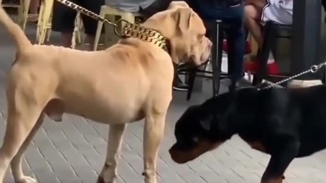 pitbull vs Rottweiler dog #shorts video