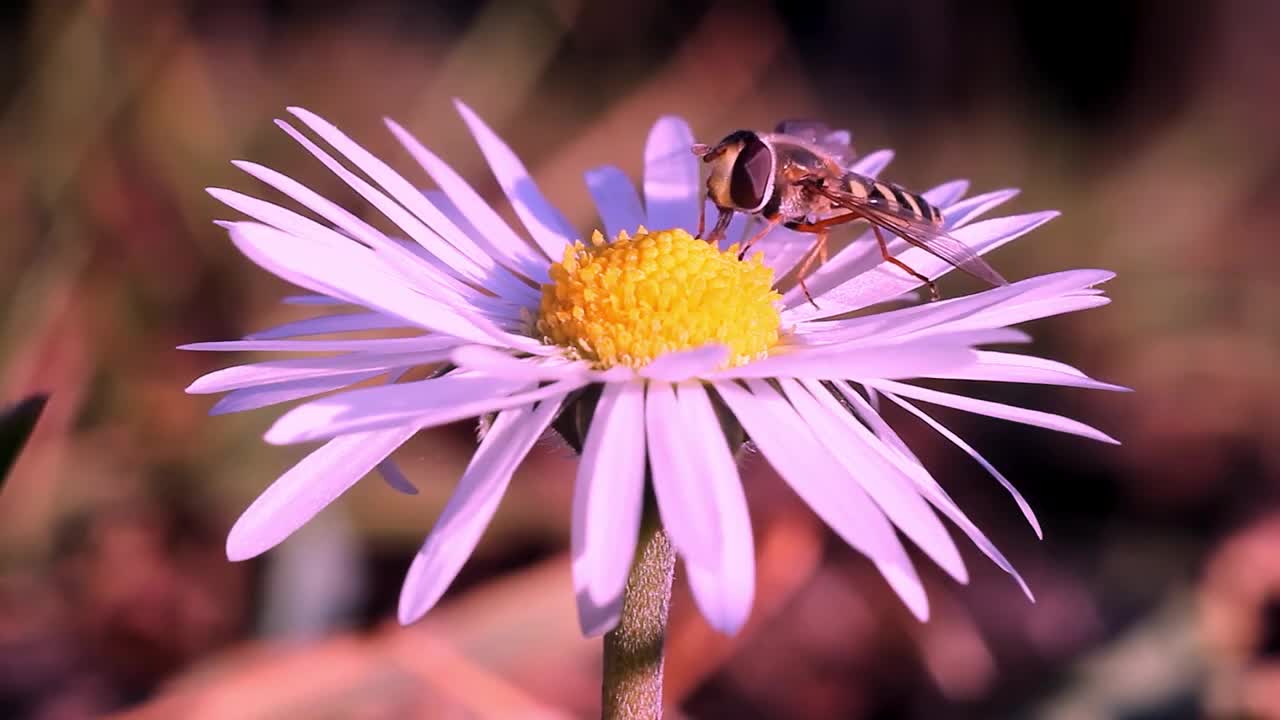 Honeybee collecting nectar from beautiful daisy flower