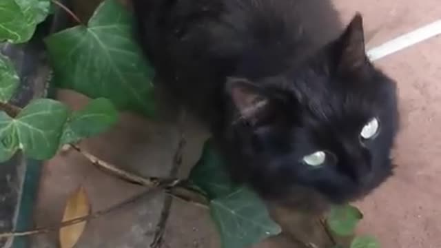 Funny cat comes when i whistle