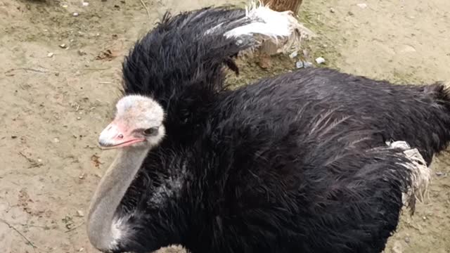 foraging ostrich