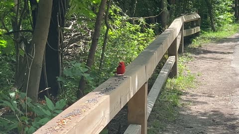 Beautiful Cardinal stopped by