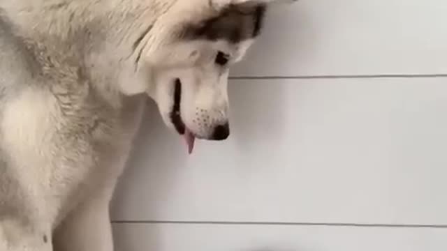 Dog become mother of cat cup.