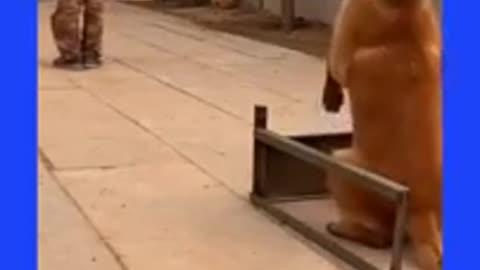 Indian Army Dog training video 🐶| #shorts