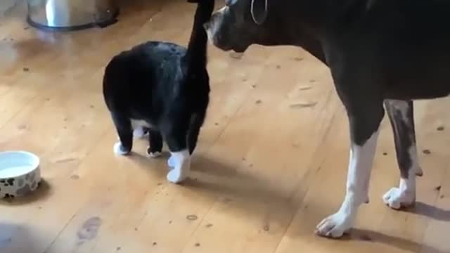 Funny Cats Video .. How to funny Dhogs & cats video 😼