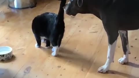 Funny Cats Video .. How to funny Dhogs & cats video 😼