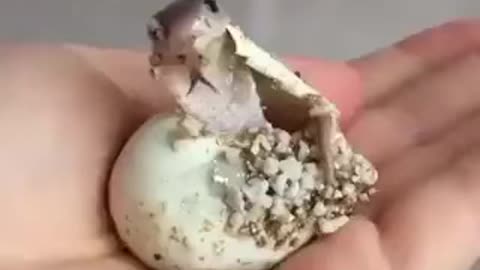 Birth Of The Cobra At Rumble