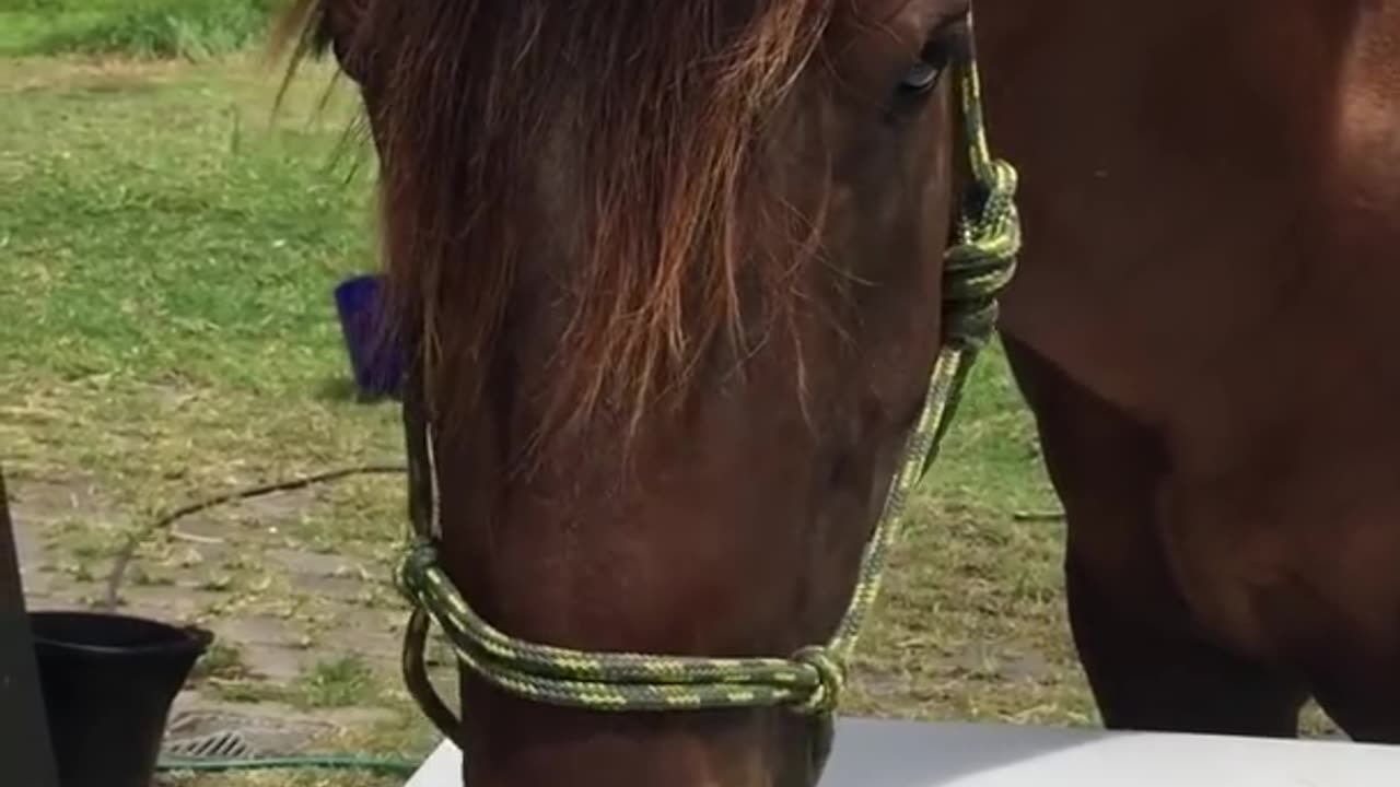 Horse 🐎 Playing Piano 🎹 Impressive Video