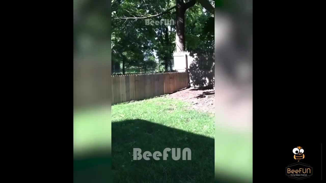 Funniest Dogs and Cats Compilation 504