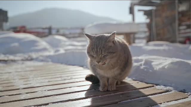 Everything I know is learned from my cat