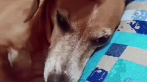 funny dogs