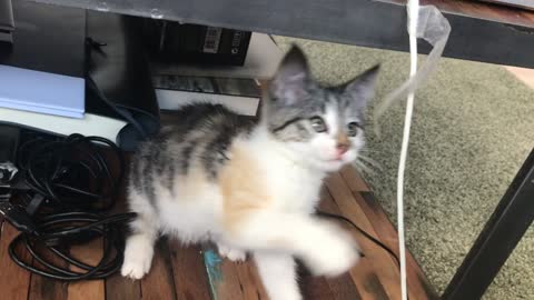 Very funny cats come clear your heart