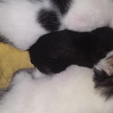 cute baby kitten sleeping