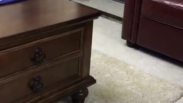 Vet Keeps Dog Super Calm During Blood Analysis