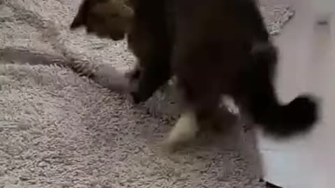 Funny Cat in House, Playing with carpet