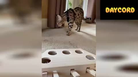 Gatos Graciosos - Los Mejores Videos de Gatos Chistosos😹😹