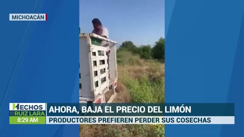 Terminan tirando los limones porque no se está vendiendo a un precio competitivo en Michoacán