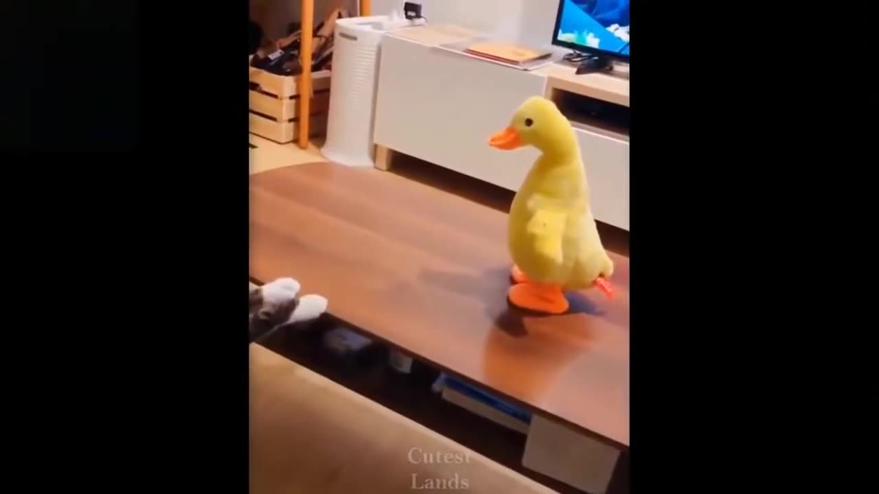 Cute And Funny Animal Videos | Try Not To Laugh | Funny Videos Compilation |