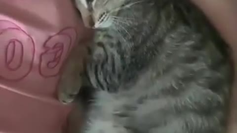 Cute pet cat----What is a textbook-style arrogance?